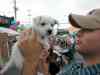 cute puppy
